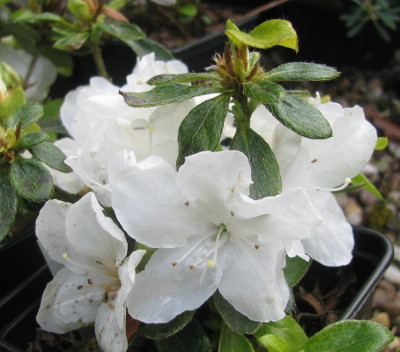 Rhododendron 'Panda'